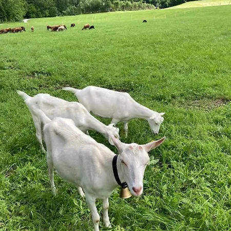 Apartament Haus Haslach